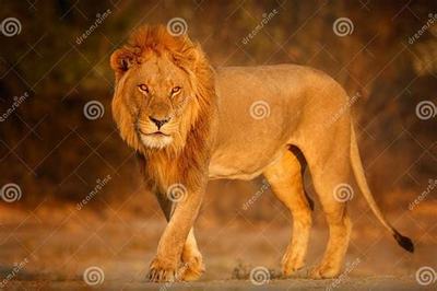 探索傳奇陪玩代理在市場競爭中的采購與代理策略